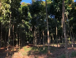 FAZENDA DE 26 HECTARES EM RIBEIRAO DE OURO