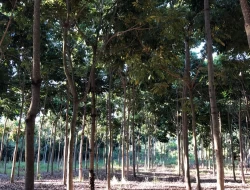 FAZENDA DE 26 HECTARES EM RIBEIRAO DE OURO