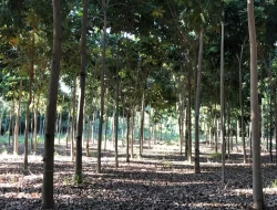 FAZENDA DE 26 HECTARES EM RIBEIRAO DE OURO