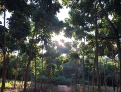 FAZENDA DE 26 HECTARES EM RIBEIRAO DE OURO