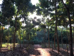 FAZENDA DE 26 HECTARES EM RIBEIRAO DE OURO