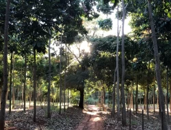FAZENDA DE 26 HECTARES EM RIBEIRAO DE OURO