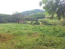 FAZENDA EM CORREIAS, MUNICÍPIO DE PEQUI