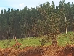 FAZENDA EM CORREIAS, MUNICÍPIO DE PEQUI