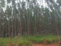 FAZENDA EM CORREIAS, MUNICÍPIO DE PEQUI