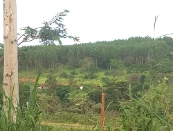 FAZENDA EM CORREIAS, MUNICÍPIO DE PEQUI