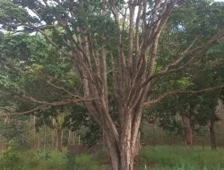 FAZENDA EM CORREIAS, MUNICÍPIO DE PEQUI