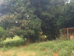 FAZENDA EM CORREIAS, MUNICÍPIO DE PEQUI