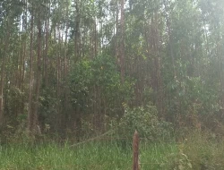 FAZENDA EM CORREIAS, MUNICÍPIO DE PEQUI