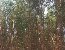FAZENDA EM CORREIAS, MUNICÍPIO DE PEQUI