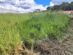 LOTES EM TORNEIROS / PARÁ DE MINAS