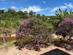 SÍTIO EM SAO JOSÉ DA VARGINHA