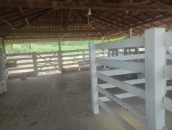 FAZENDINHA 16 HECTARES EM CONCEIÇÃO DO PARÁ