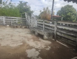 FAZENDINHA 16 HECTARES EM CONCEIÇÃO DO PARÁ