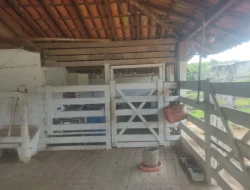 FAZENDINHA 16 HECTARES EM CONCEIÇÃO DO PARÁ