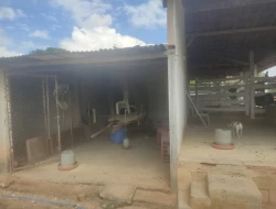 FAZENDINHA 16 HECTARES EM CONCEIÇÃO DO PARÁ
