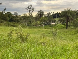 FAZENDA NOS GOMES/ PARÁ DE MINAS