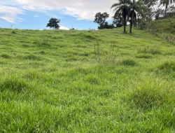 FAZENDA NOS GOMES/ PARÁ DE MINAS