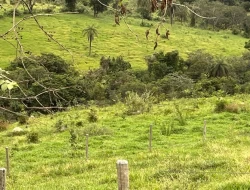 FAZENDA NOS GOMES/ PARÁ DE MINAS