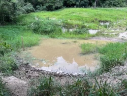 FAZENDA NOS GOMES/ PARÁ DE MINAS