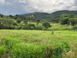 FAZENDA NOS GOMES/ PARÁ DE MINAS
