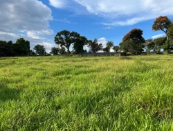 FAZENDA NOS GOMES/ PARÁ DE MINAS