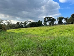 FAZENDA NOS GOMES/ PARÁ DE MINAS