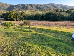 FAZENDA RIO DO PEIXE/ONÇA PITANGUI