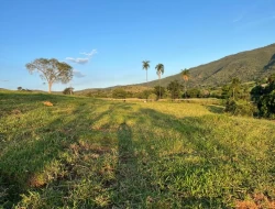 FAZENDA RIO DO PEIXE/ONÇA PITANGUI