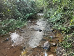 FAZENDA RIO DO PEIXE/ONÇA PITANGUI