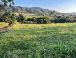 FAZENDA RIO DO PEIXE/ONÇA PITANGUI