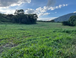 FAZENDA RIO DO PEIXE/ONÇA PITANGUI