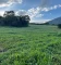 FAZENDA RIO DO PEIXE/ONÇA PITANGUI
