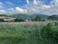FAZENDA RIO DO PEIXE/ONÇA PITANGUI