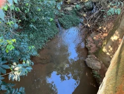 FAZENDA RIO DO PEIXE/ONÇA PITANGUI