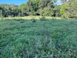 FAZENDA RIO DO PEIXE/ONÇA PITANGUI