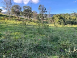 FAZENDA RIO DO PEIXE/ONÇA PITANGUI