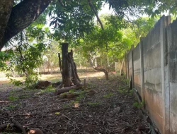 SÍTIO DENTRO DE CAPOEIRA GRANDE ,RICO EM ÁGUA , CALÇAMENTO NA PORTA.