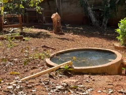 SÍTIO DENTRO DE CAPOEIRA GRANDE ,RICO EM ÁGUA , CALÇAMENTO NA PORTA.
