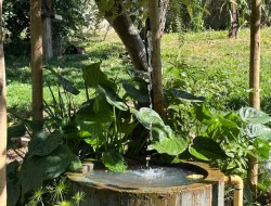 SÍTIO DENTRO DE CAPOEIRA GRANDE ,RICO EM ÁGUA , CALÇAMENTO NA PORTA.
