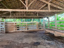 SÍTIO DENTRO DE CAPOEIRA GRANDE ,RICO EM ÁGUA , CALÇAMENTO NA PORTA.