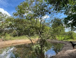 SITIO 3,5 HECTARES NOS PAULA