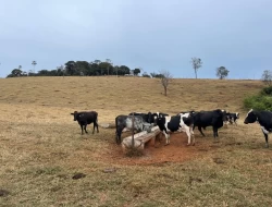 FAZENDA EM CONQUISTA- SÃO JOSÉ DA VARGINHA-MG