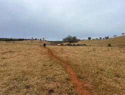FAZENDA EM CONQUISTA- SÃO JOSÉ DA VARGINHA-MG