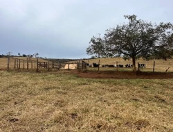 FAZENDA EM CONQUISTA- SÃO JOSÉ DA VARGINHA-MG