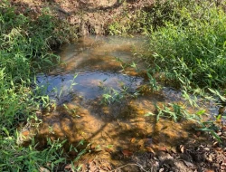 SÍTIO À VENDA – 5 HECTARES – PAIVAS / PARÁ DE MINAS (MG)