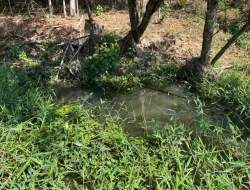 SÍTIO À VENDA – 5 HECTARES – PAIVAS / PARÁ DE MINAS (MG)