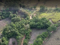 FAZENDA EM MATA DOS PIMENTAS - PARÁ DE MINAS