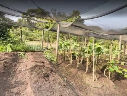 FAZENDA EM MATA DOS PIMENTAS - PARÁ DE MINAS