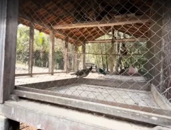 FAZENDA EM MATA DOS PIMENTAS - PARÁ DE MINAS